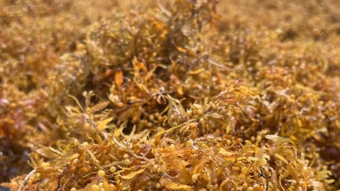 Algas marrons têm se deslocado em grandes quantidades para praias da região Norte brasileira, do Caribe e dos Estados Unidos • João Adriano Rossignolo/FZEA-USP